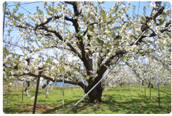 伝統をつなぐ梅の栽培と製法